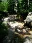 D�couverte de nos for�ts